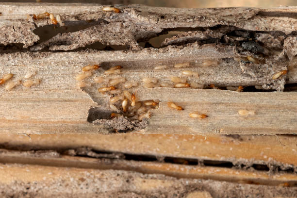 Best Commercial Pest Control Services  in Hector, MN
