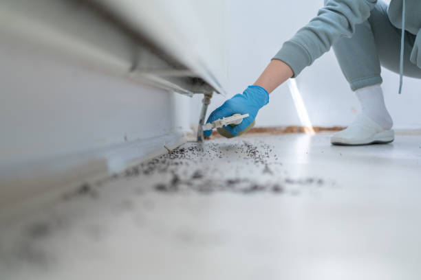 Reliable Hector, MN Pest Control Solutions