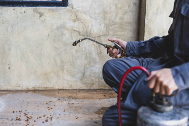 Best Mosquito Control Services  in Hector, MN