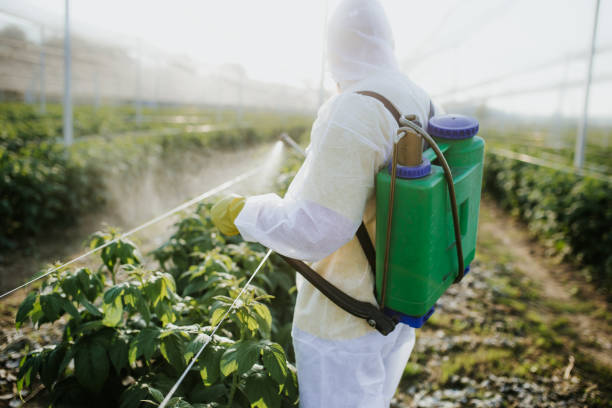 Best Local Pest Control Services  in Hector, MN
